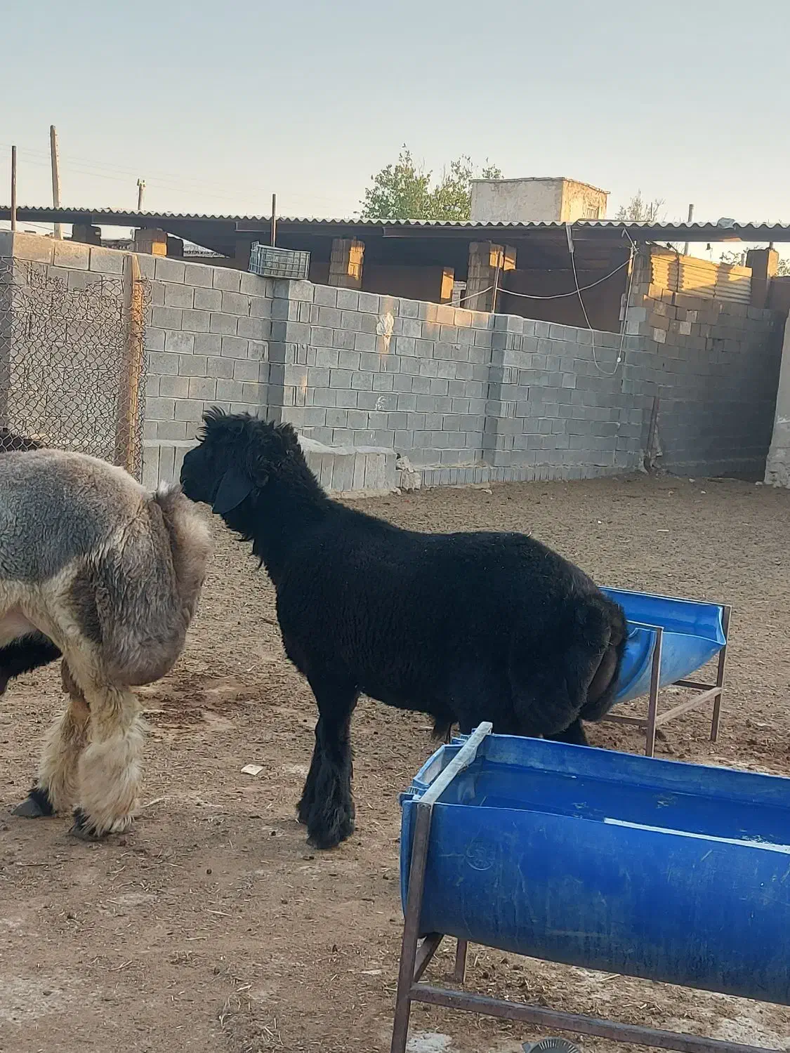 بره قوچ بختیاری|حیوانات مزرعه|شیراز, گویم|دیوار