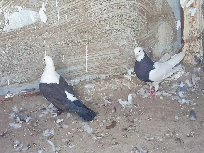 فوری  کبوتر|پرنده|بم, |دیوار