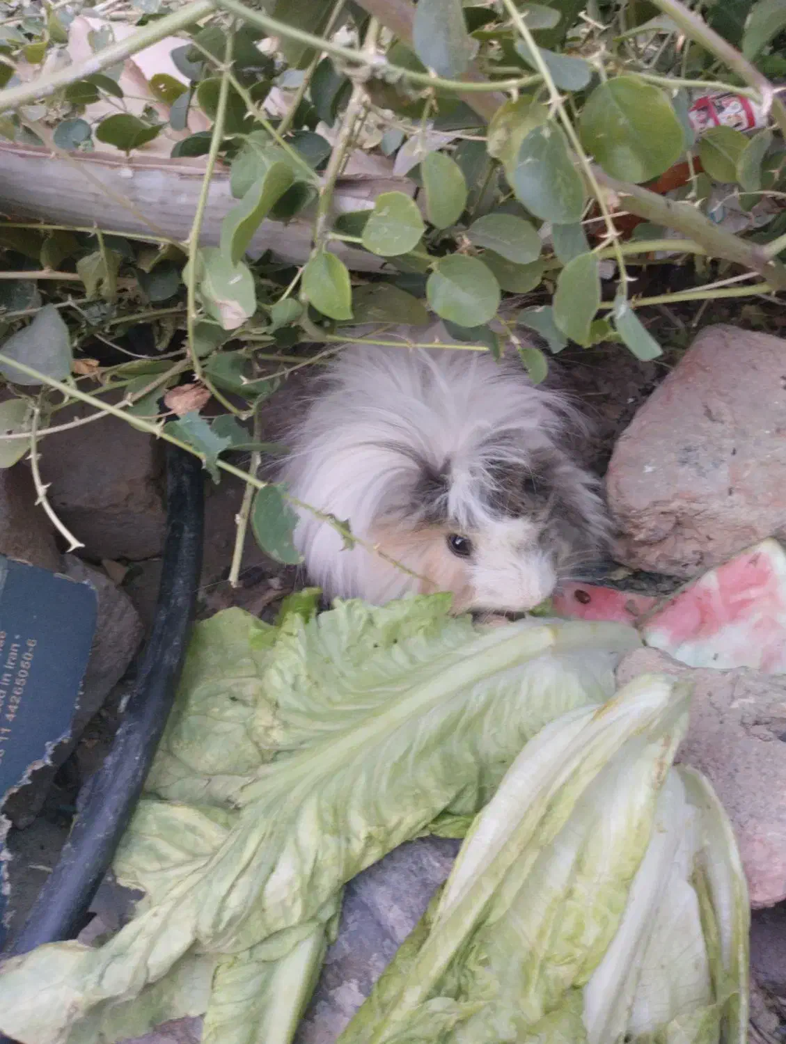 خوکچه هندی|موش و خرگوش|اسدآباد, |دیوار