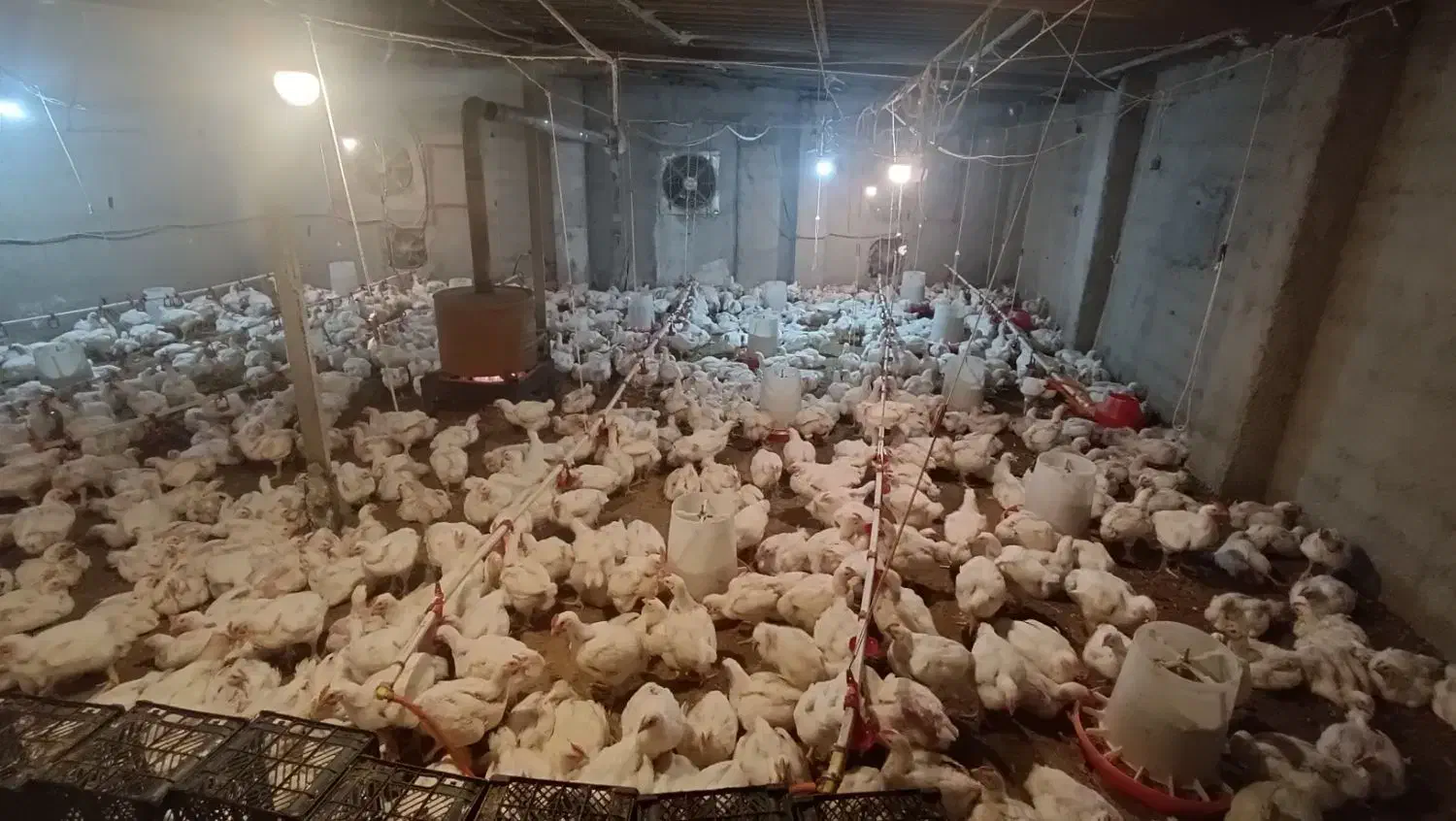 فروش مرغ گوشتی|حیوانات مزرعه|قائمشهر, |دیوار