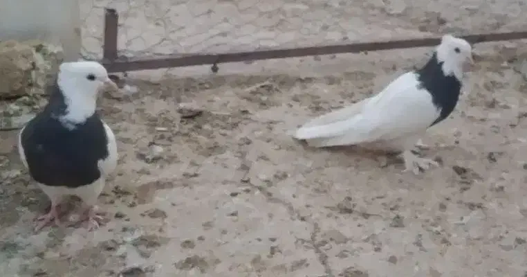 ۲تا ماده طوقی فروشی|پرنده|شاهرود, |دیوار