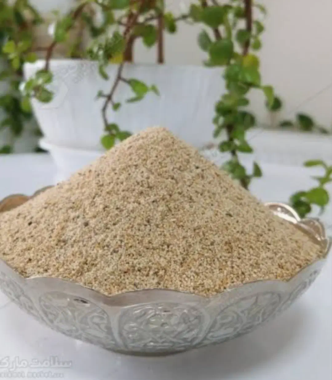 بذر سفید بهترین بذر|گل و گیاه طبیعی|شاهیوند, |دیوار