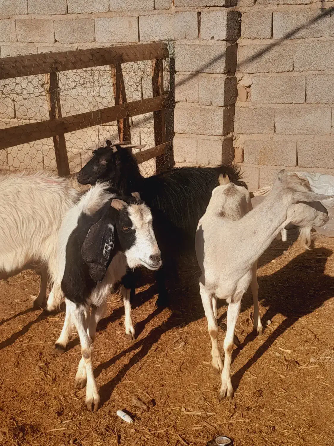 گوسفند بز|حیوانات مزرعه|کرمان, |دیوار