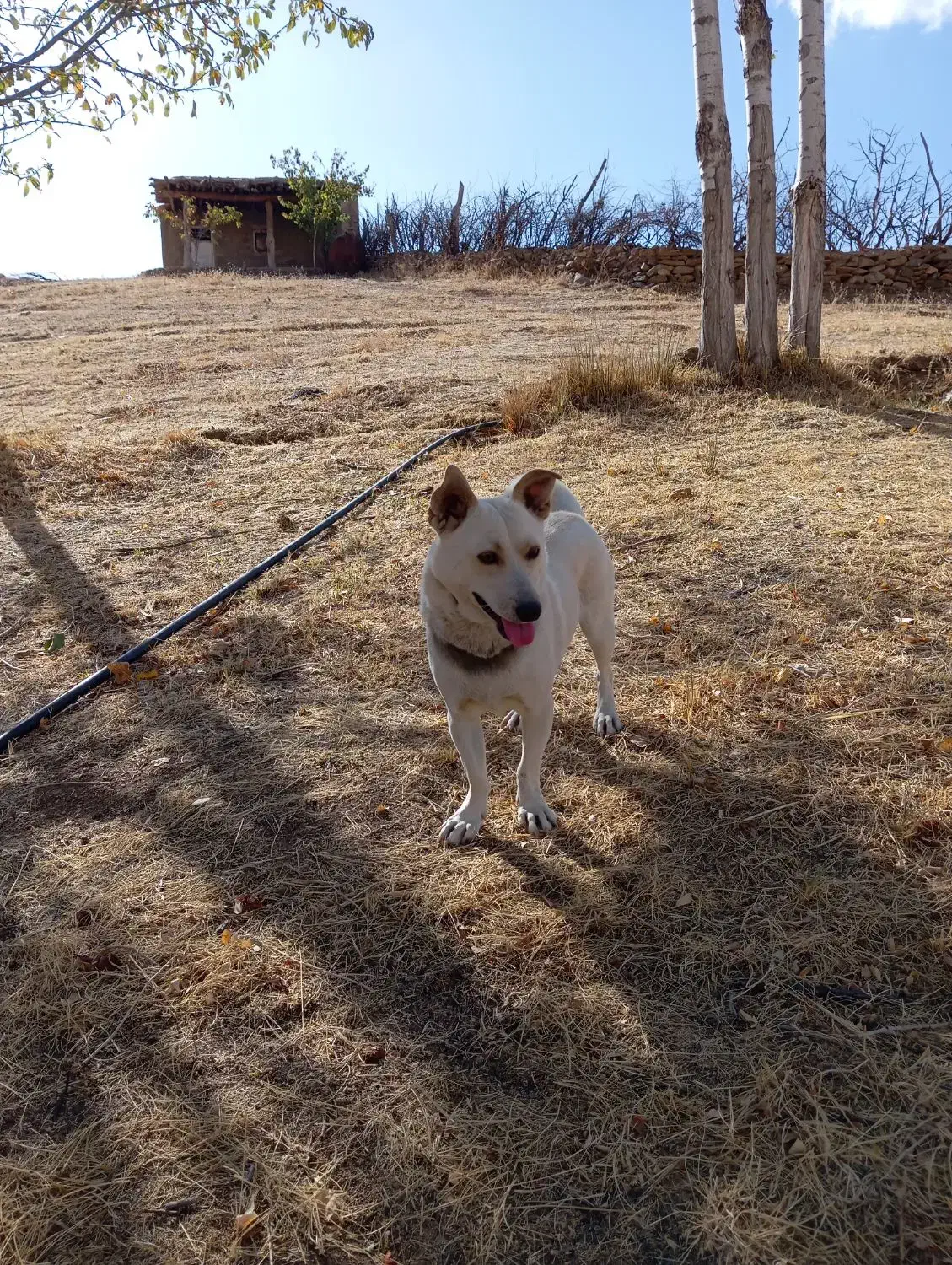 توله سگ|سگ|سقز, |دیوار