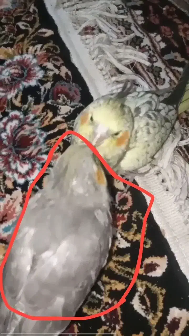 عروس هلندی|پرنده|زنجان, |دیوار