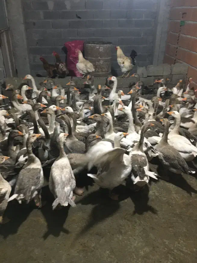 حراج غاز کشتار و تخمگذار|حیوانات مزرعه|بابل, |دیوار