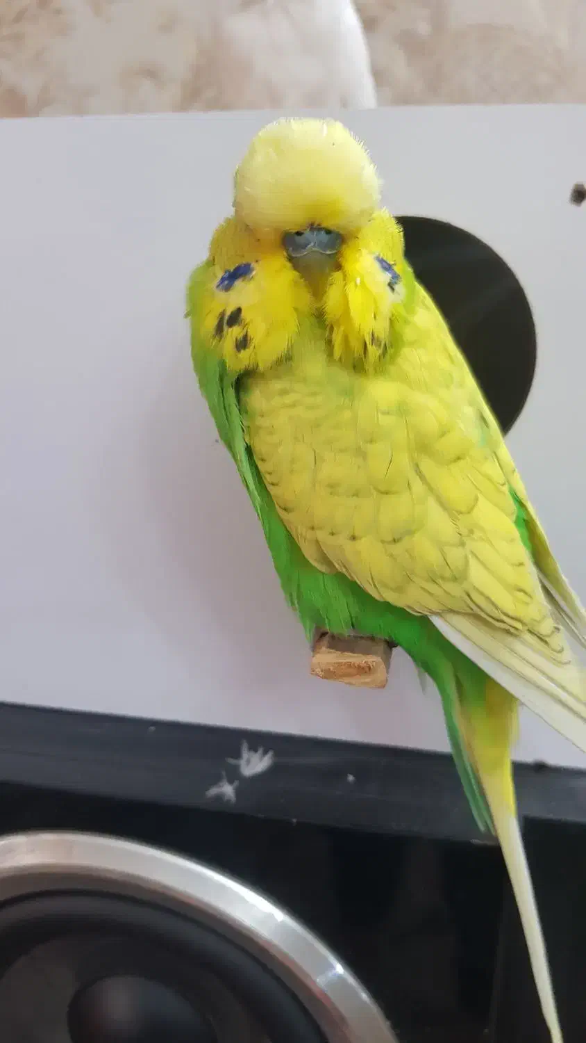 مرغ عشق انگلیسی|پرنده|ری, دولت‌آباد|دیوار