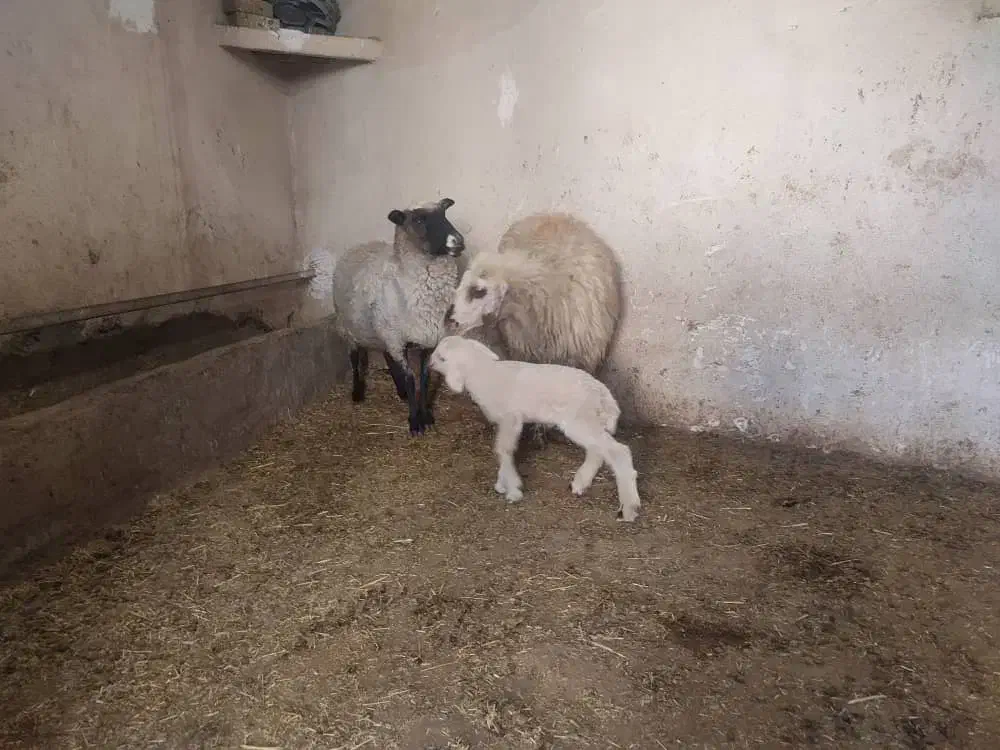 میش و بره زا اول|حیوانات مزرعه|اشترینان, |دیوار