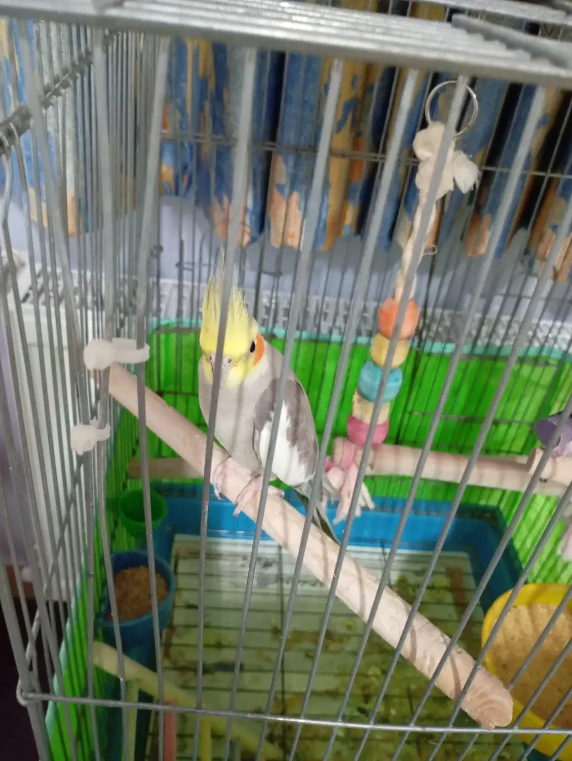 عروس هلندی نروماده سالم|پرنده|شاهرود, |دیوار