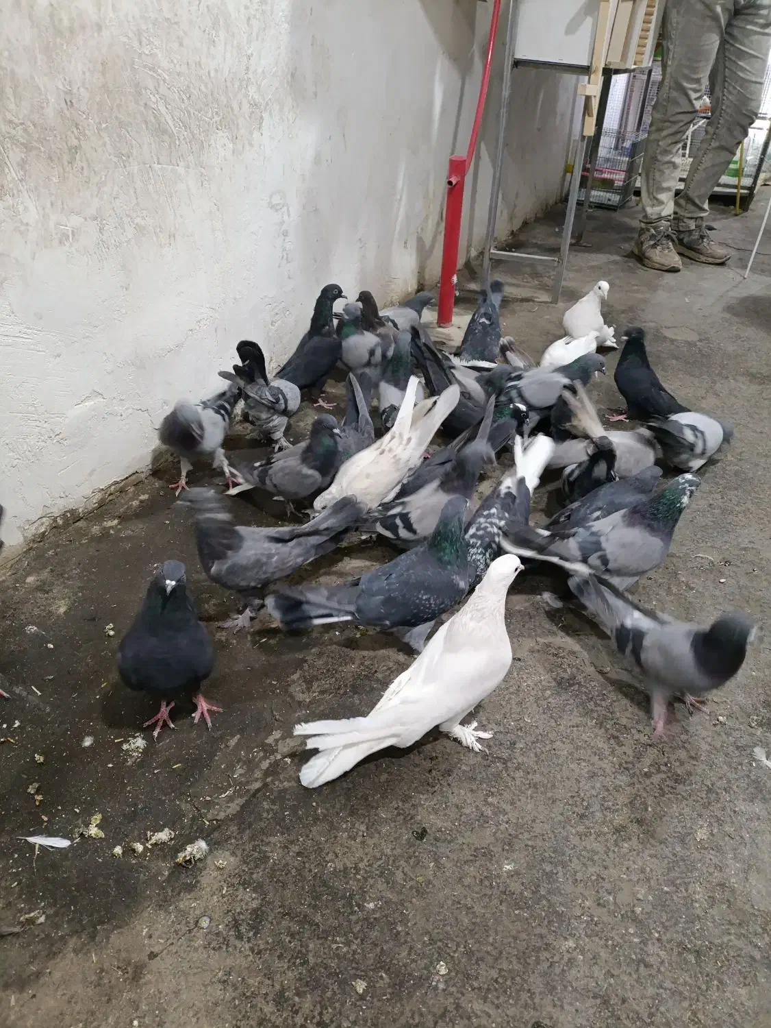 کبوتر گلی|پرنده|شهرکرد, |دیوار