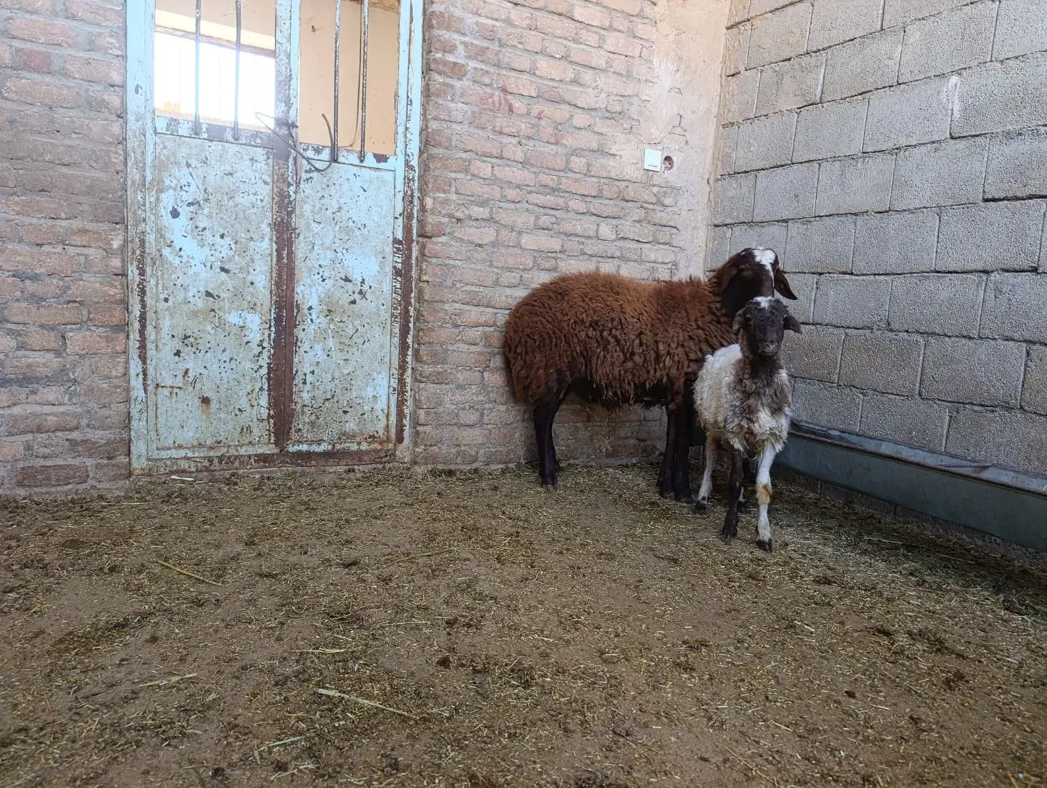 هموزیگوت|حیوانات مزرعه|رومشکان, |دیوار