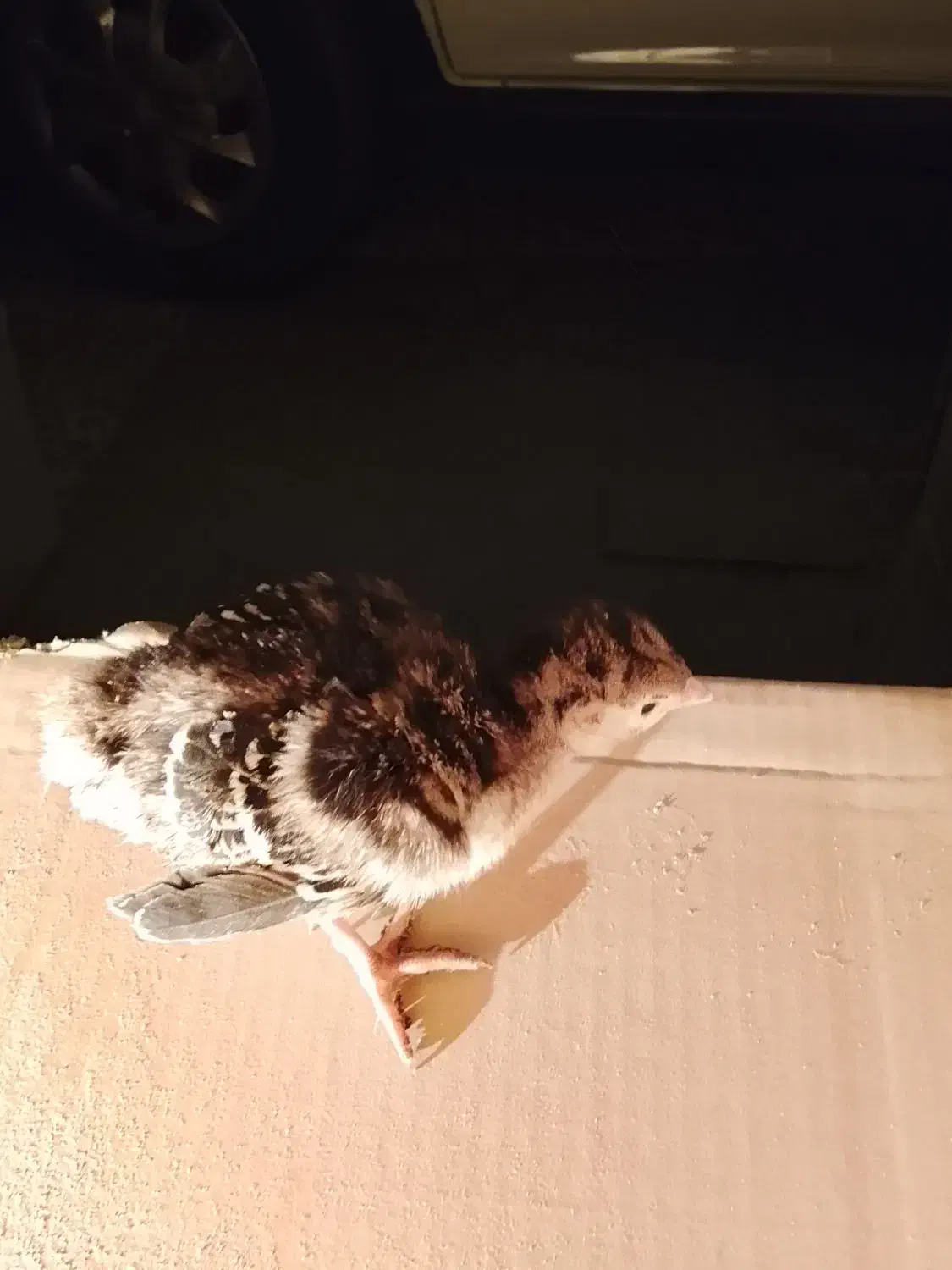 یه دونه جوجه بوقلمون برنز|حیوانات مزرعه|همدان, |دیوار