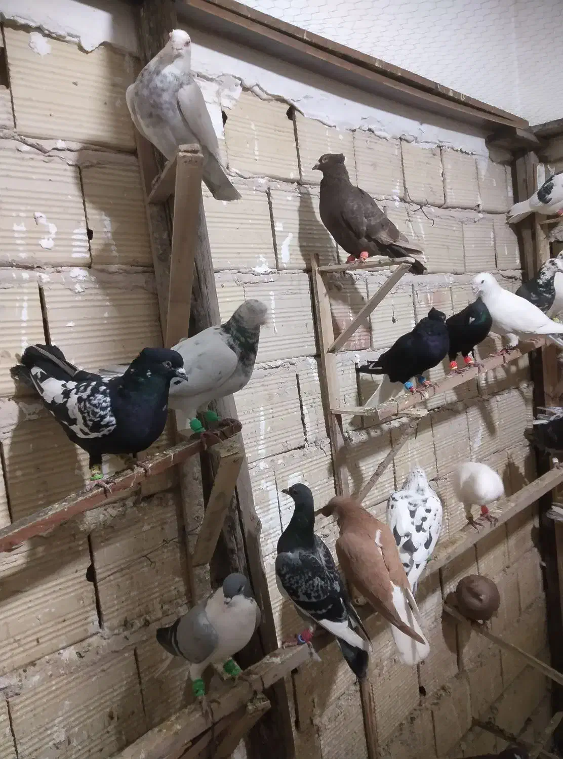 کبوتر  پرنده|پرنده|الوند, |دیوار