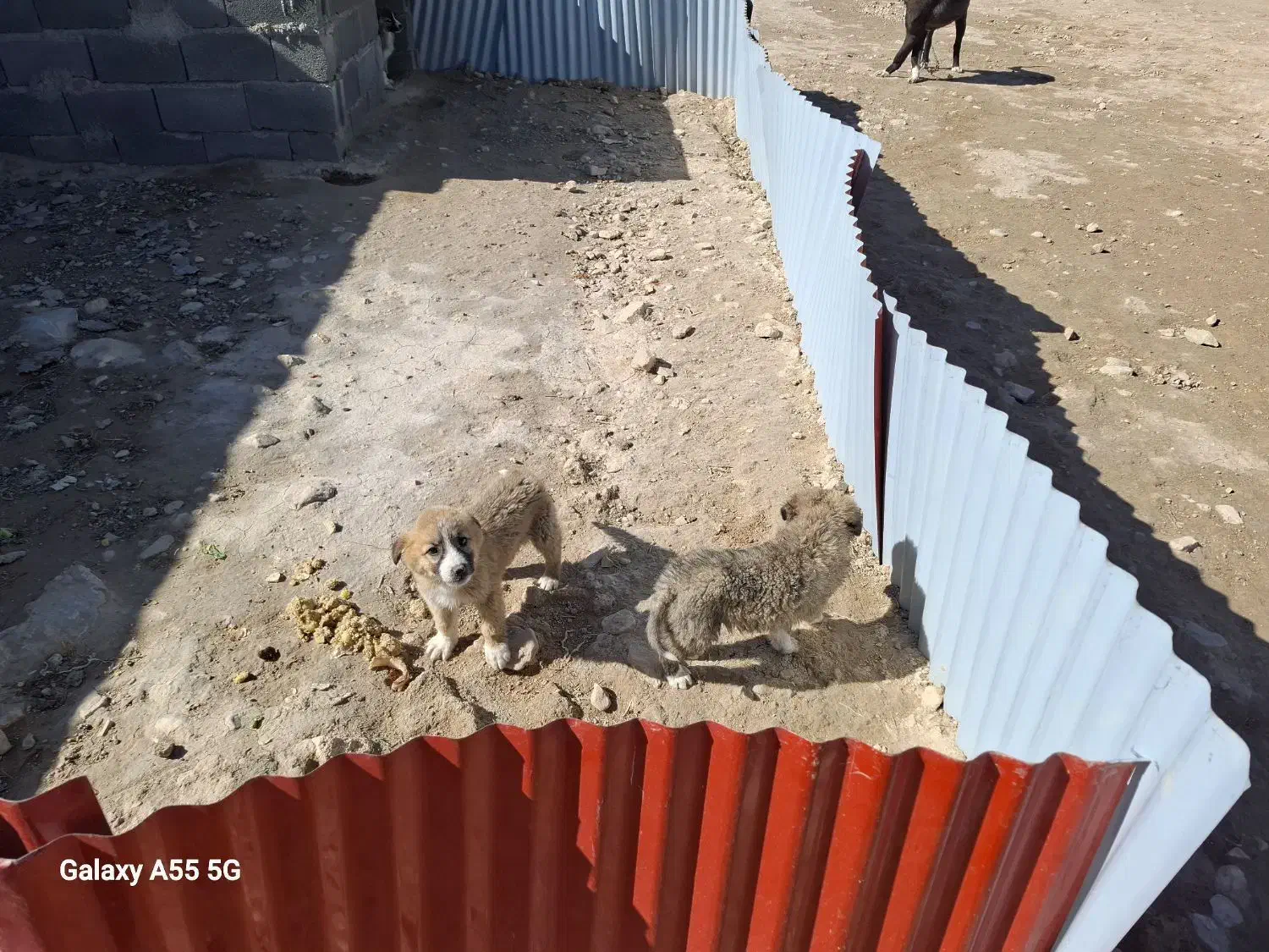 سگ واگذاری|سگ|گرمخان, |دیوار