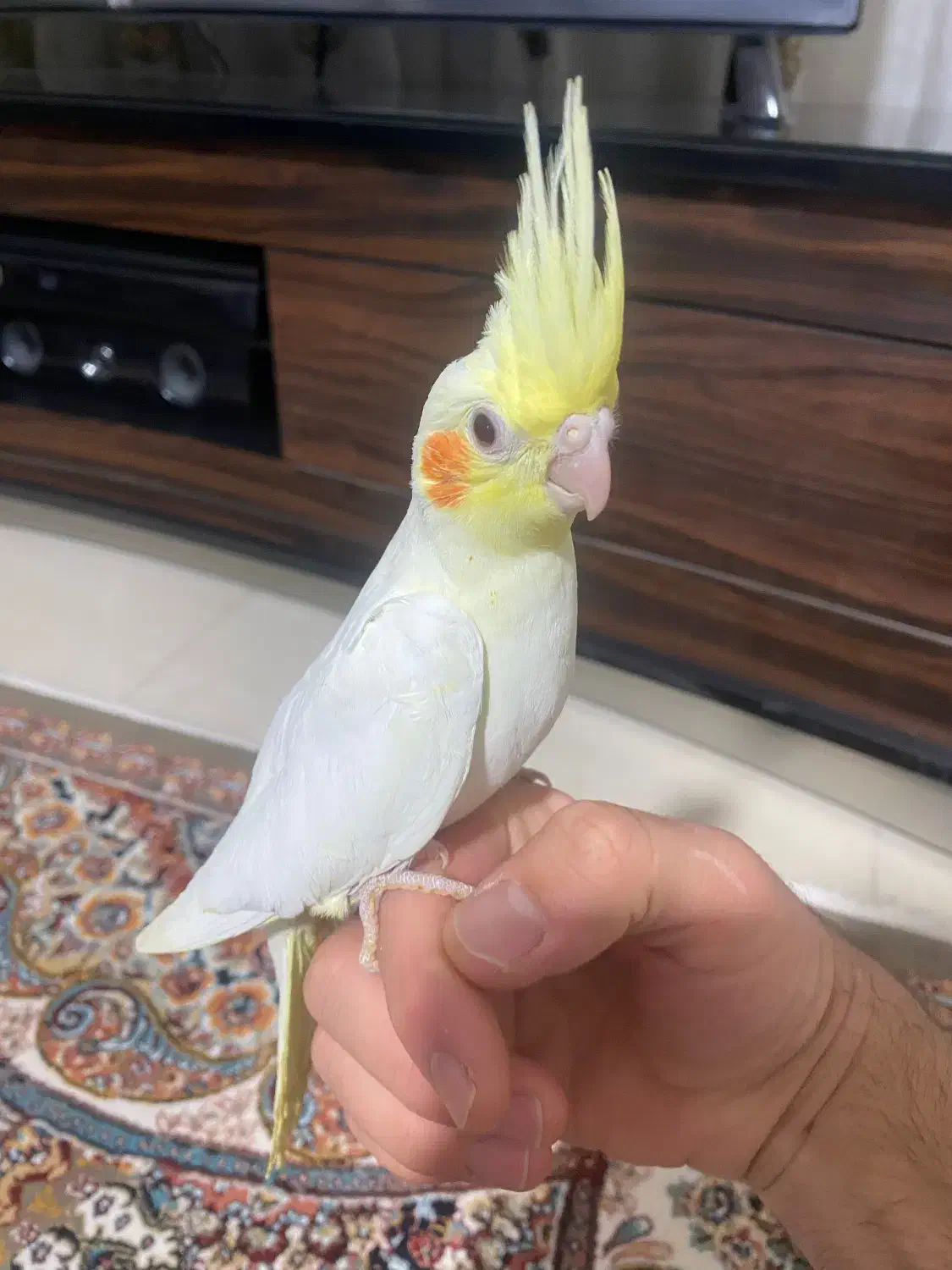 عروس هلندی وکوتوله بریزیلی|پرنده|گلبهار, شهر جدید گلبهار|دیوار