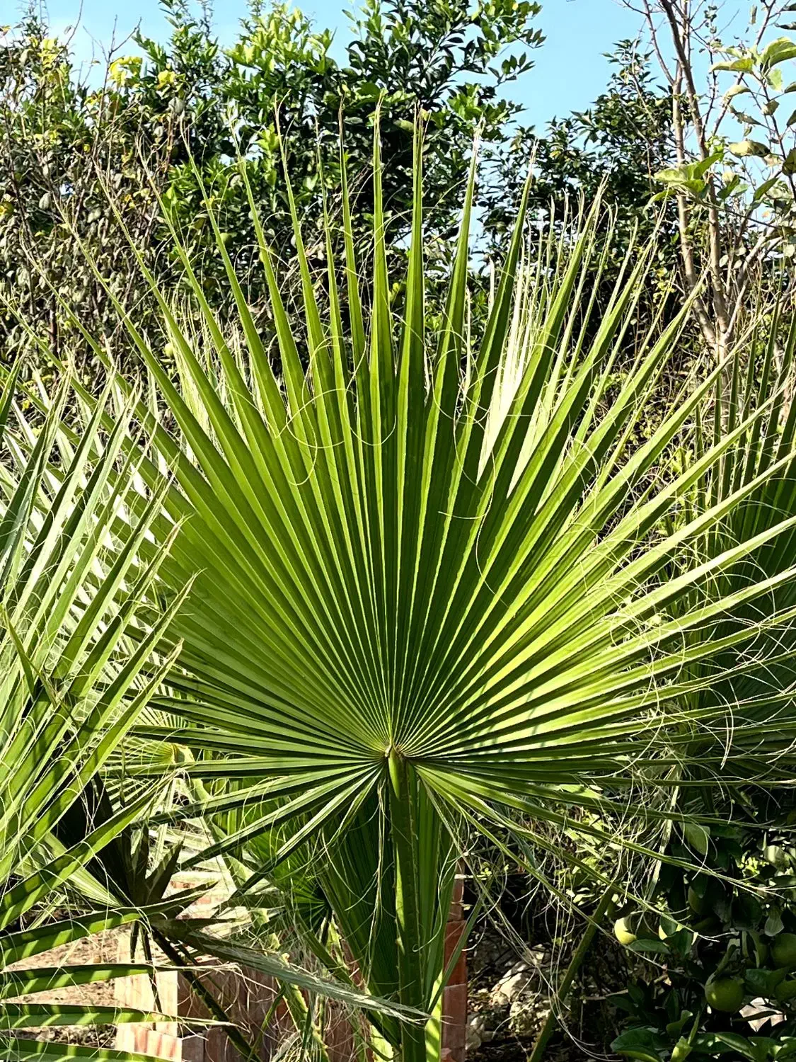 برگ پالم|گل و گیاه طبیعی|بابکان, |دیوار