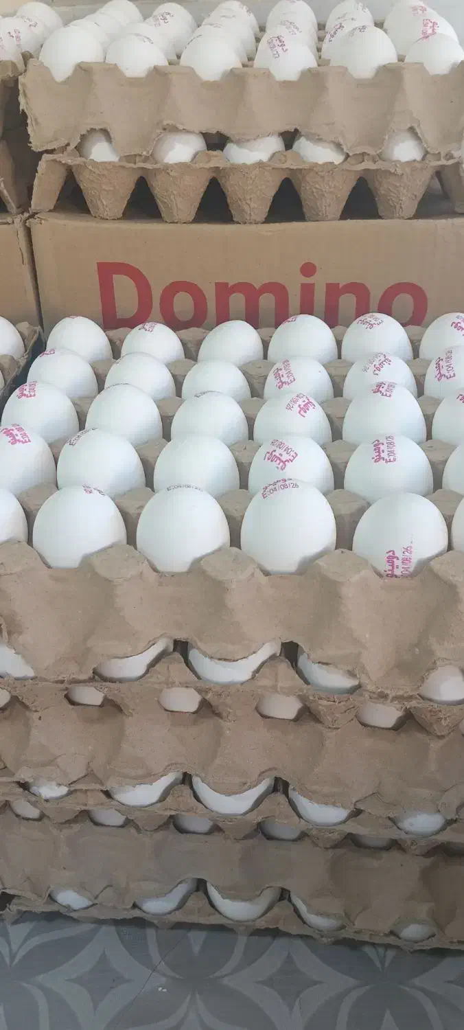 پخش تخم مرغ ،کلوچه،آبمیوه،قندبه قیمت عمده|فعالیت داوطلبانه تحقیقاتی|ارومیه, |دیوار