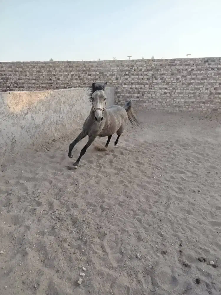 اسب نریان آرام و عالی.تخیف توپ پای قرارداد|اسب و تجهیزات اسبسواری|رفسنجان, |دیوار