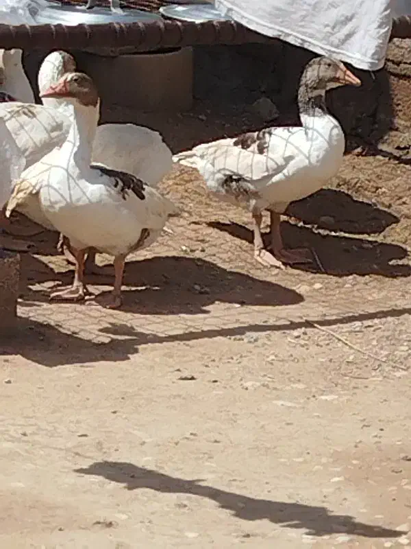 غاز|حیوانات مزرعه|سوسنگرد, |دیوار