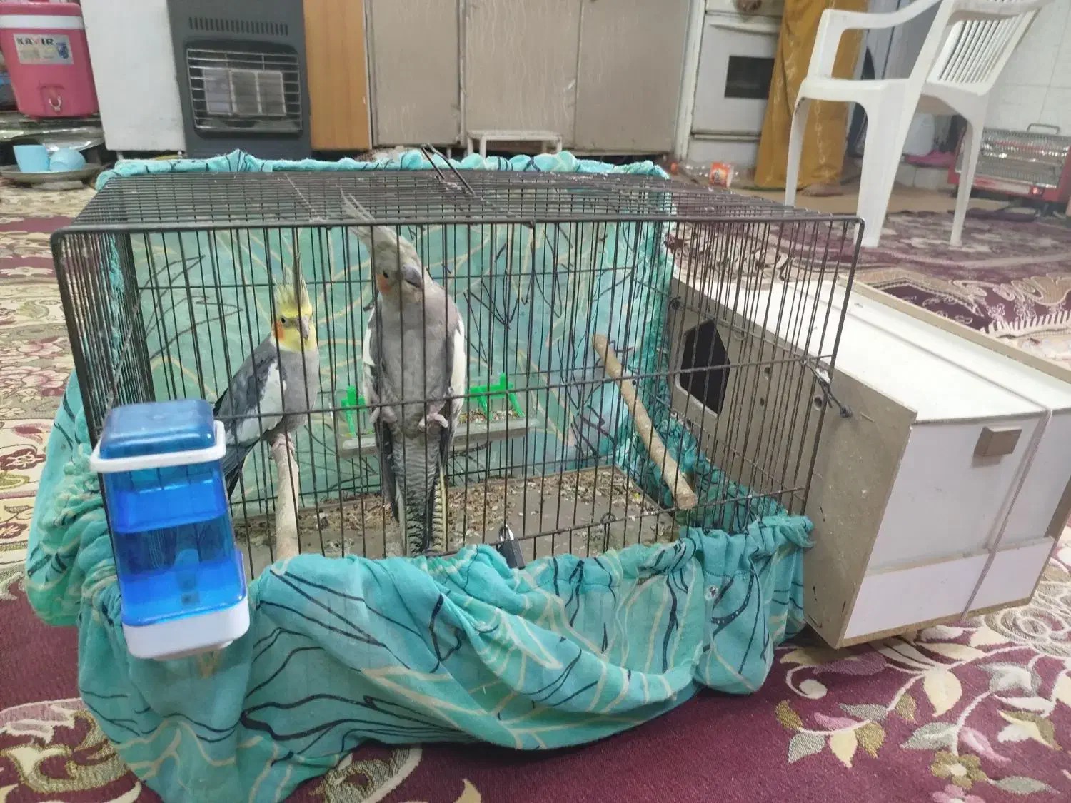 یک جفت طوطی عروس مولد|پرنده|شوشتر, |دیوار