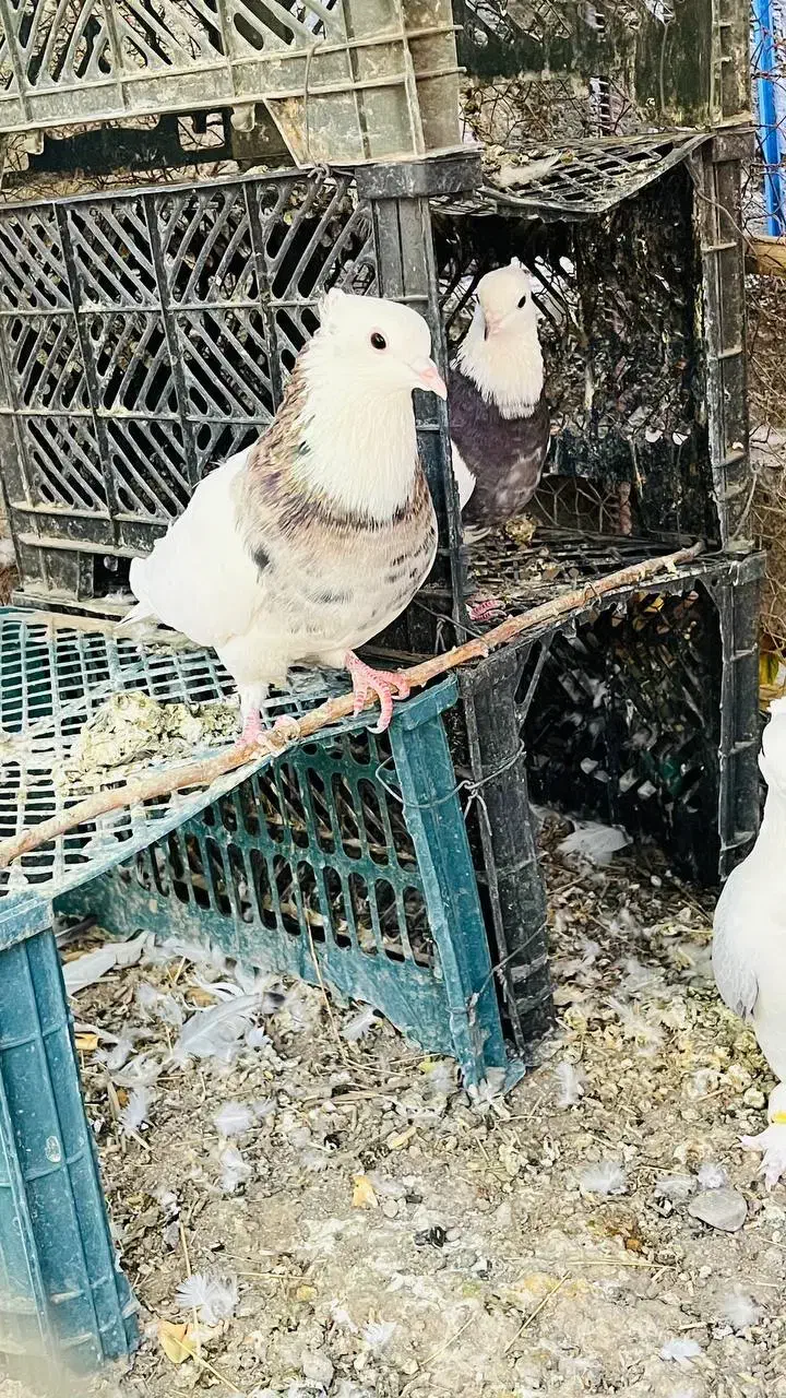 کبوتر طوقی|پرنده|جیرفت, |دیوار