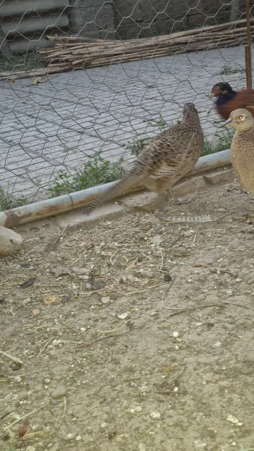 انواع محلی و زینتی|حیوانات مزرعه|مینودشت, |دیوار