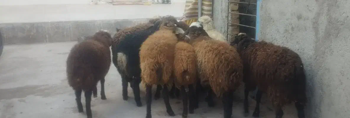 برع چاق جهت تمام مراسمات|حیوانات مزرعه|قزوین, |دیوار