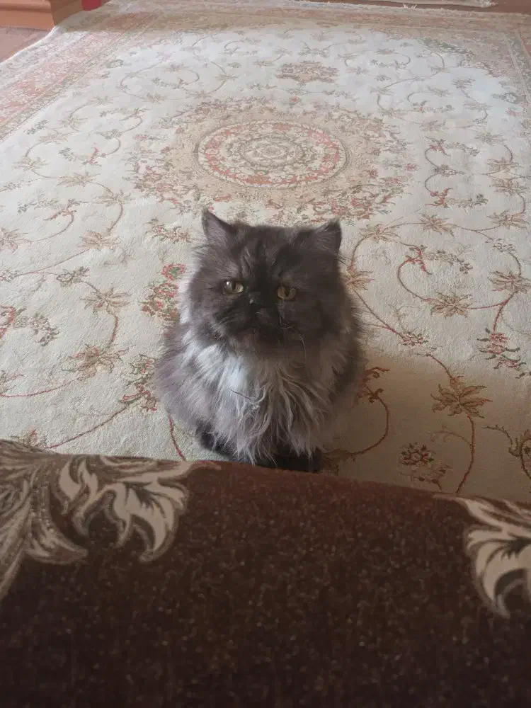 گربه پرشین خاکستری|گربه|کرمان, |دیوار