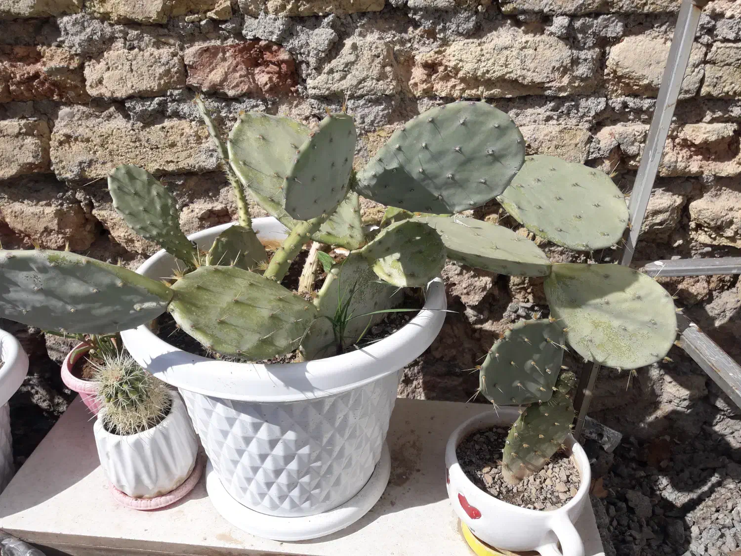 گل و گلدان|کلکسیون اشیاء عتیقه|سنندج, |دیوار