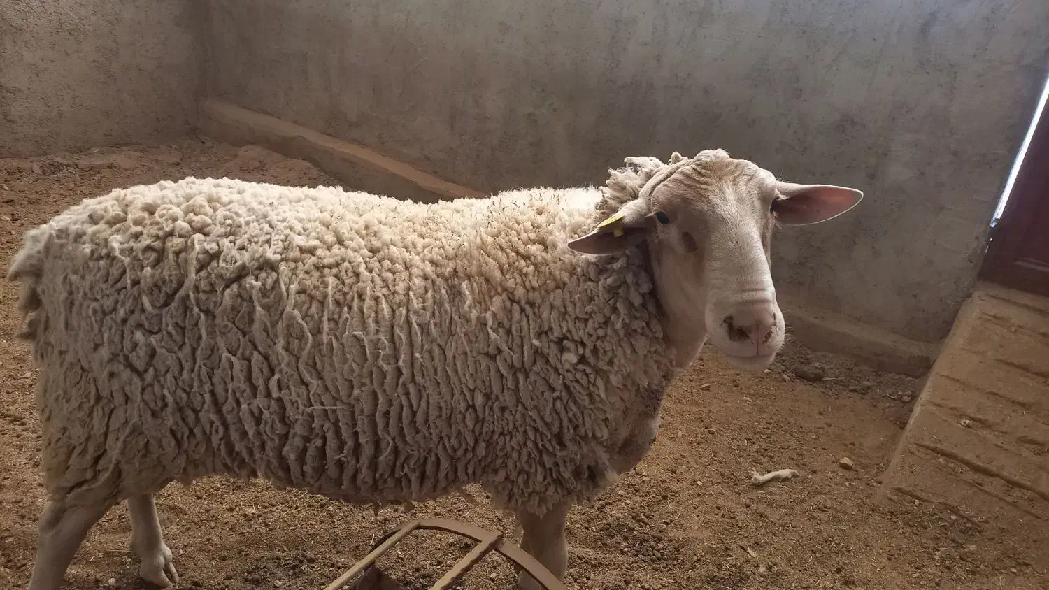 بره نر لاکن اصل از پدر و مادر فرانسه|حیوانات مزرعه|مهریز, |دیوار