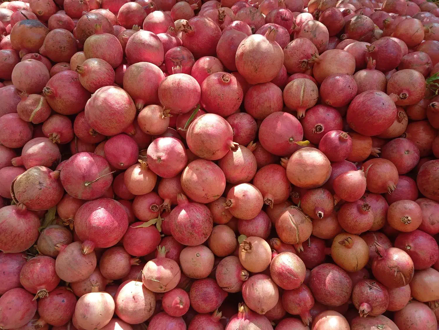 انار درجه یک|عمدهفروشی|کوهنانی, |دیوار