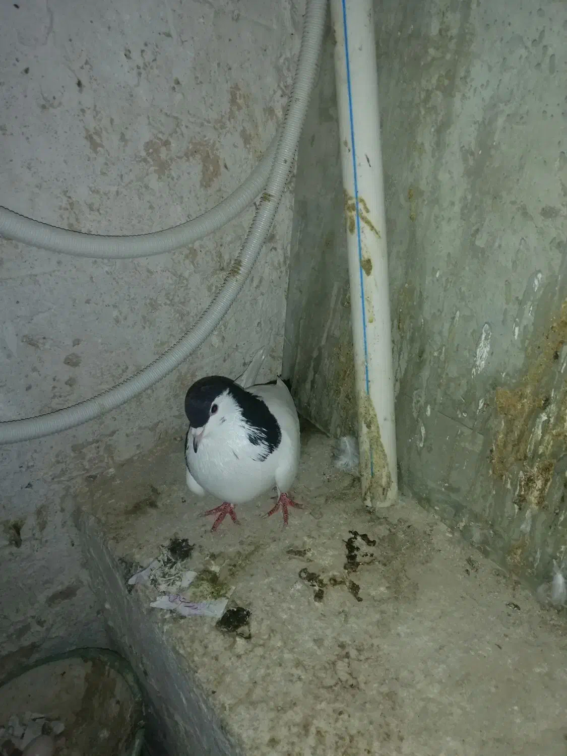 کفتر خال نر|پرنده|مشهد, شهید معقول|دیوار