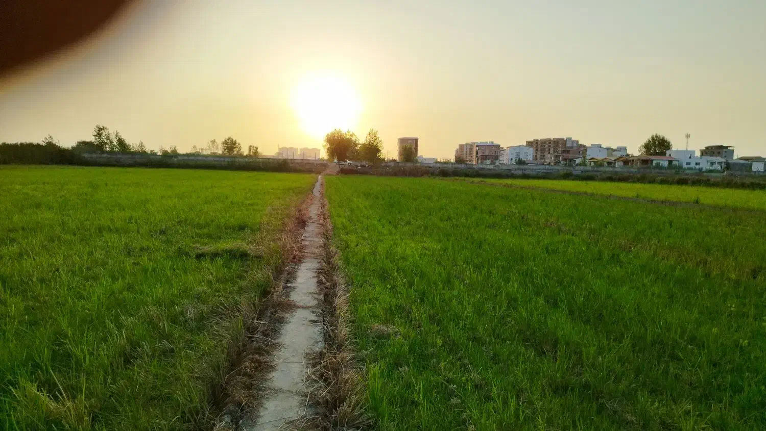 زمین۵۰۰متری کشاورزی محدوده دریا(فاصله۳۰۰متری ساحل)|فروش دفتر صنعتی، کشاورزی، تجاری|محمودآباد, |دیوار