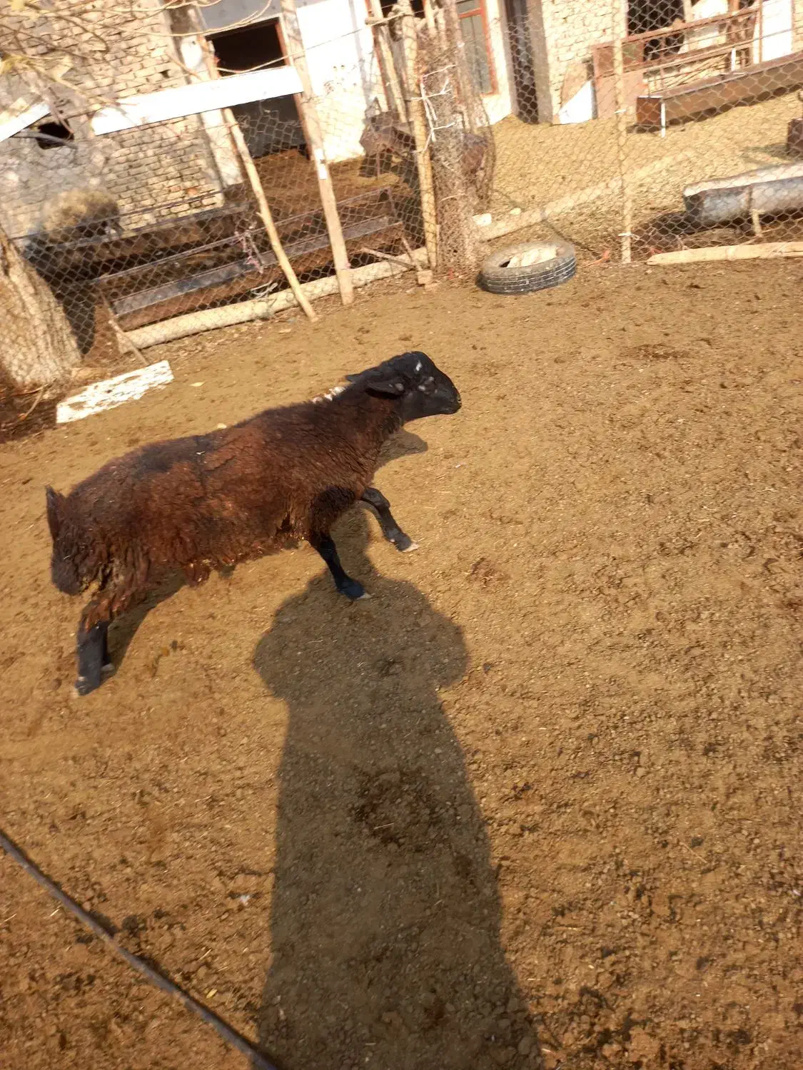 2راس بره نره|حیوانات مزرعه|جوادآباد, |دیوار