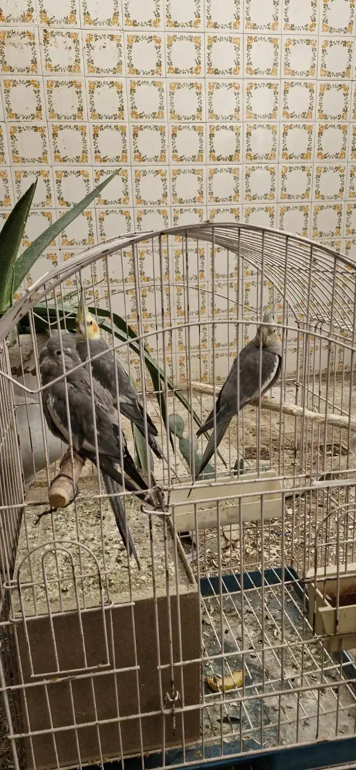 فروش یک جفت عروس هلندی|پرنده|یزد, |دیوار