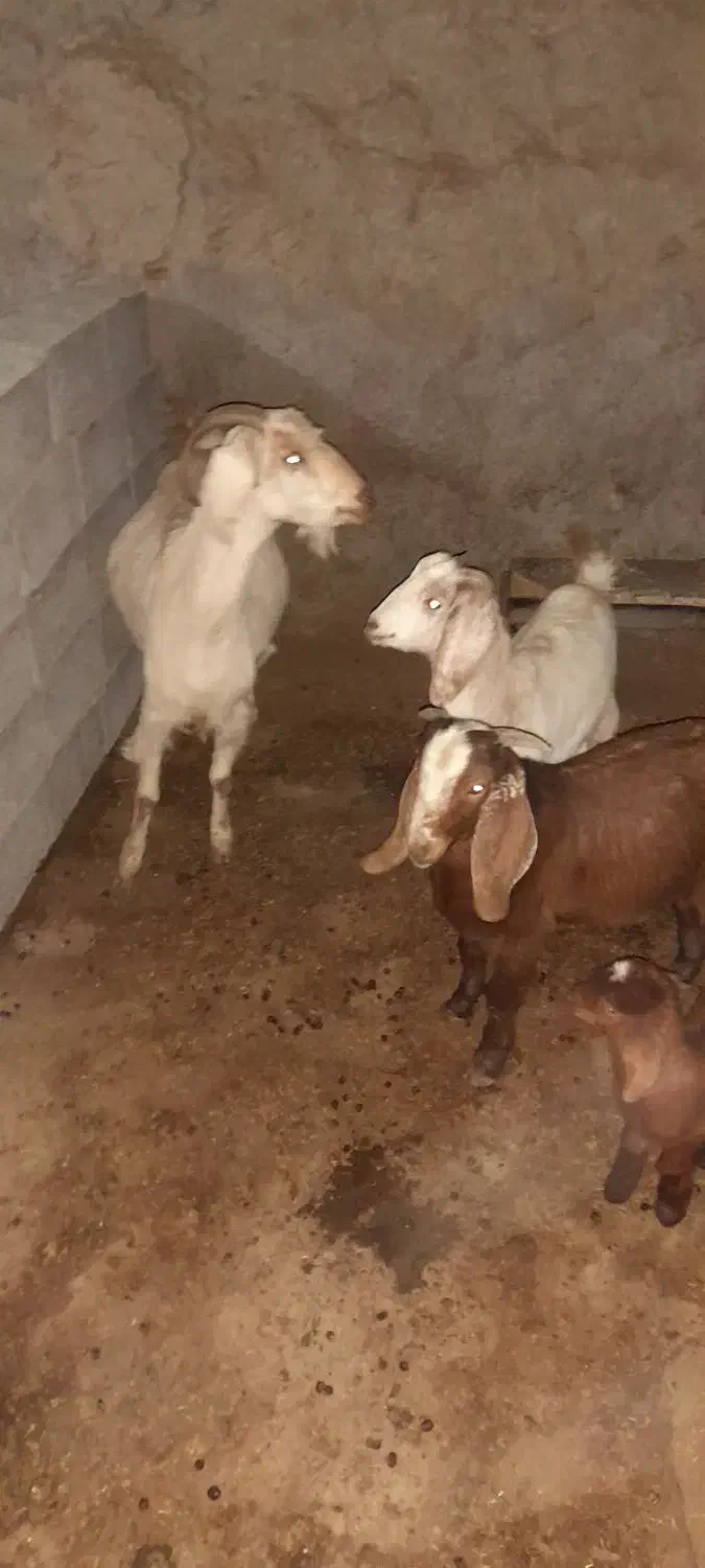 بز دوقلو|حیوانات مزرعه|گرمخان, |دیوار