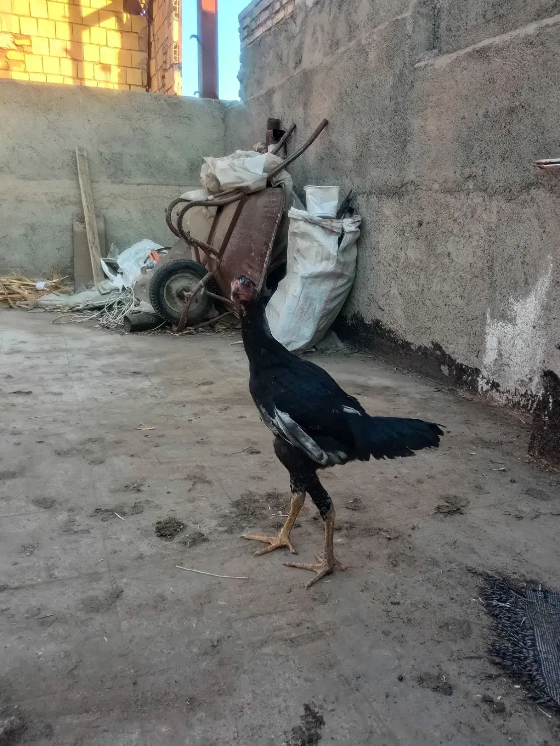 لاری|پرنده|مشهد, نیزه|دیوار