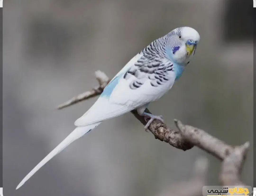 مرغ عشق|پرنده|رشت, ولکس|دیوار