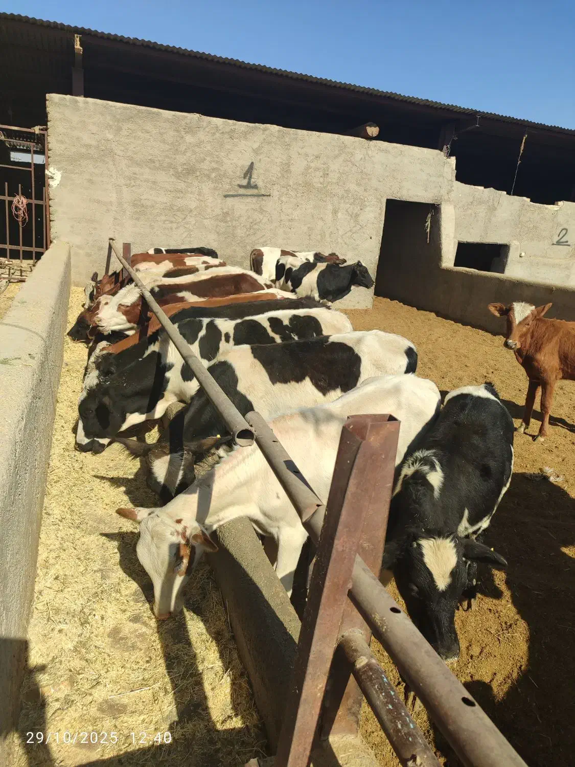 گوساله دو رگ نر|حیوانات مزرعه|جوادآباد, |دیوار