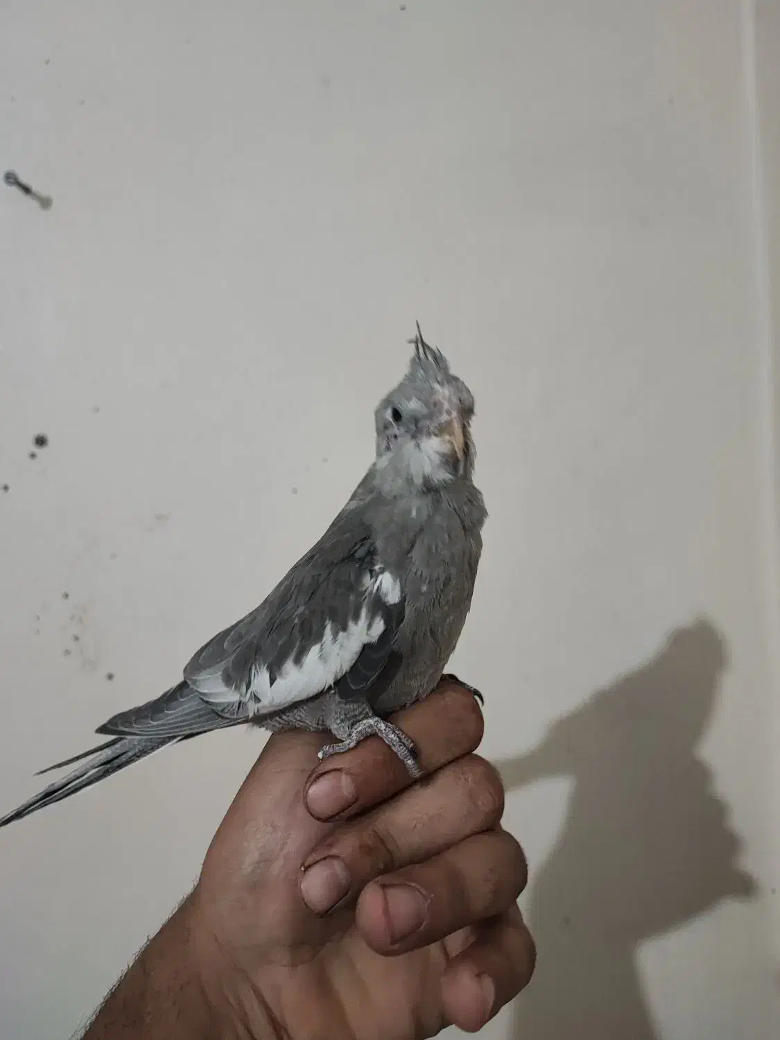 جوجه عروس هلندی وایت فیس|پرنده|دورود, |دیوار