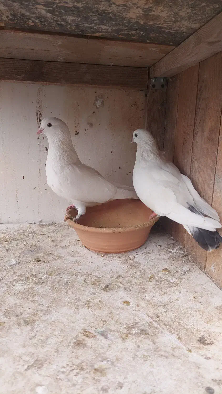 کبوتر ساعت سنگین به همراه کلیه لوازم|پرنده|رشت, فرزانه|دیوار