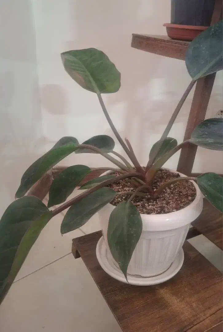 پتوس و فیلودندرون و کامپکت|گل و گیاه طبیعی|گلبهار, شهر جدید گلبهار|دیوار