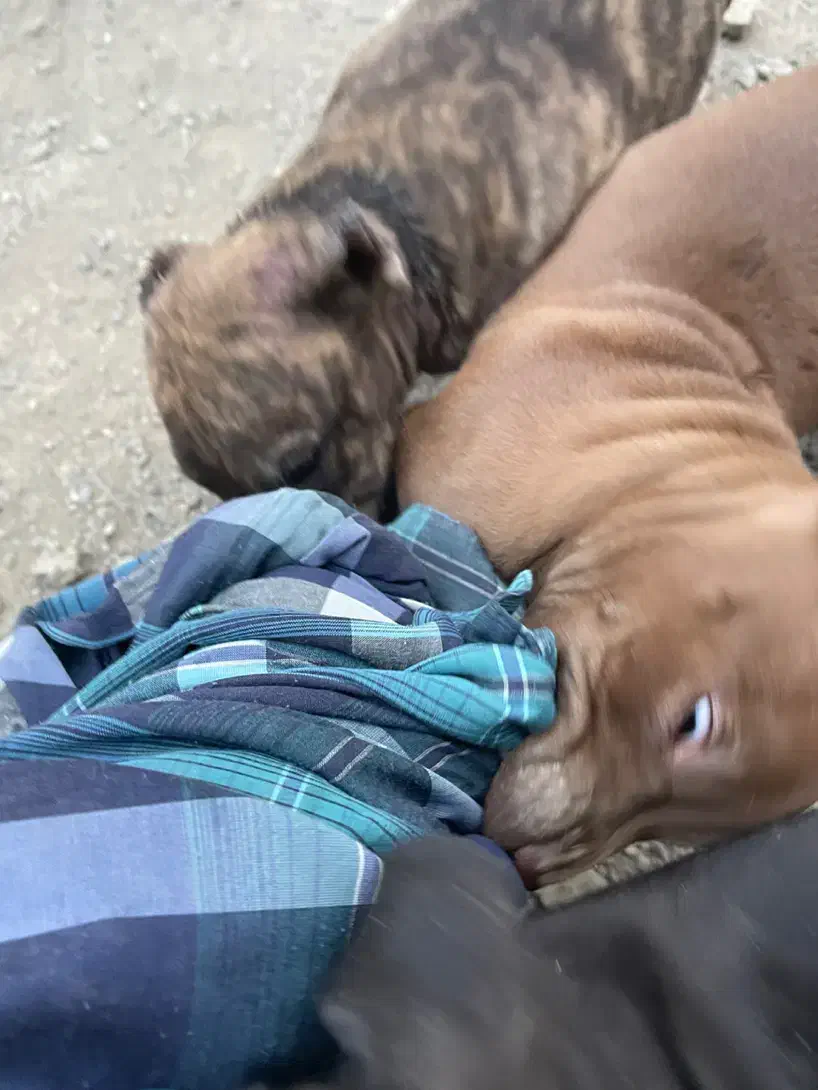 واگذار بهترین نسل|سگ|تهران, پونک|دیوار