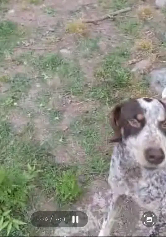 پوینتر|حیوانات|اطاقور, |دیوار