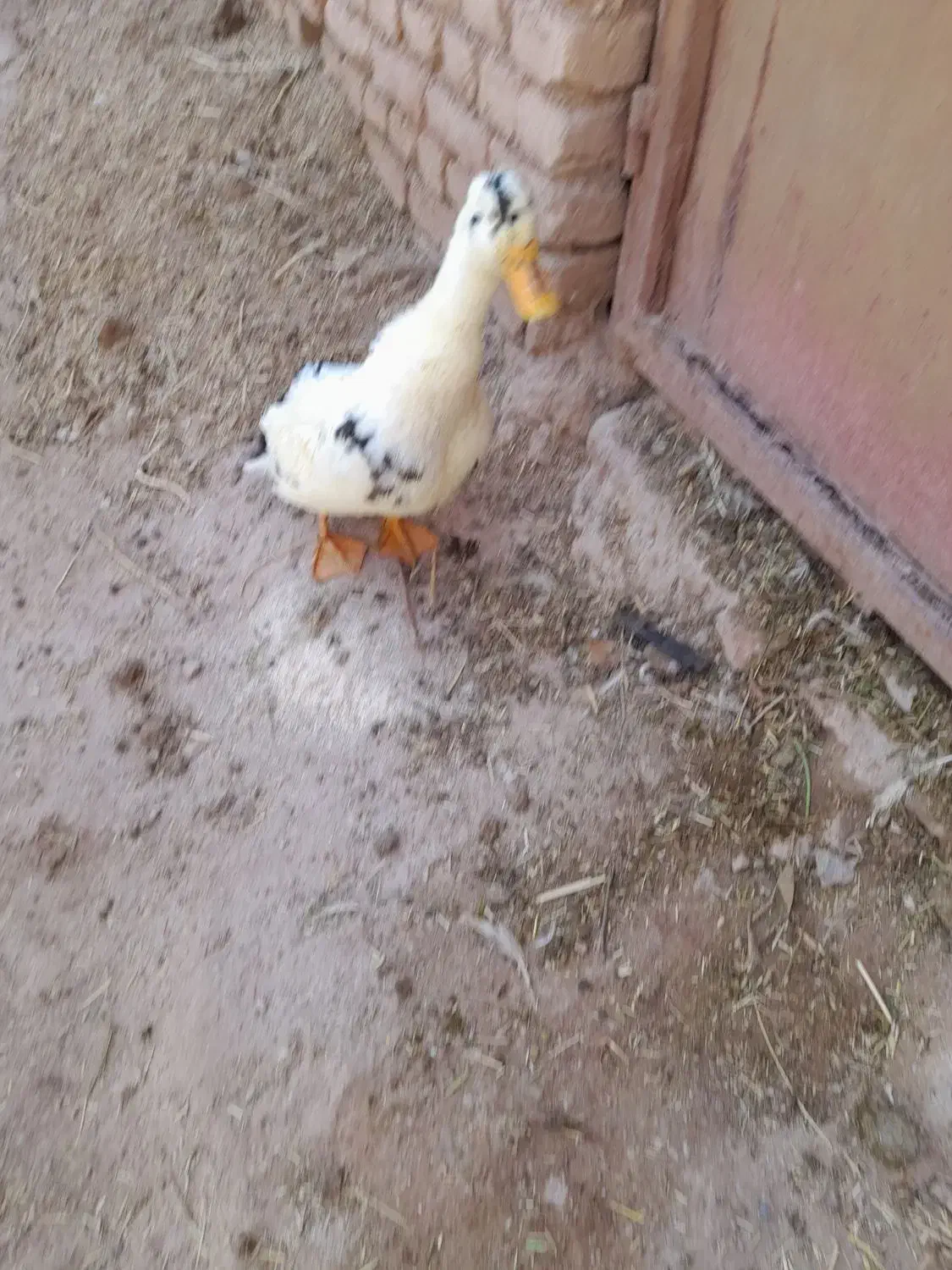 اردک|حیوانات مزرعه|محلات, |دیوار