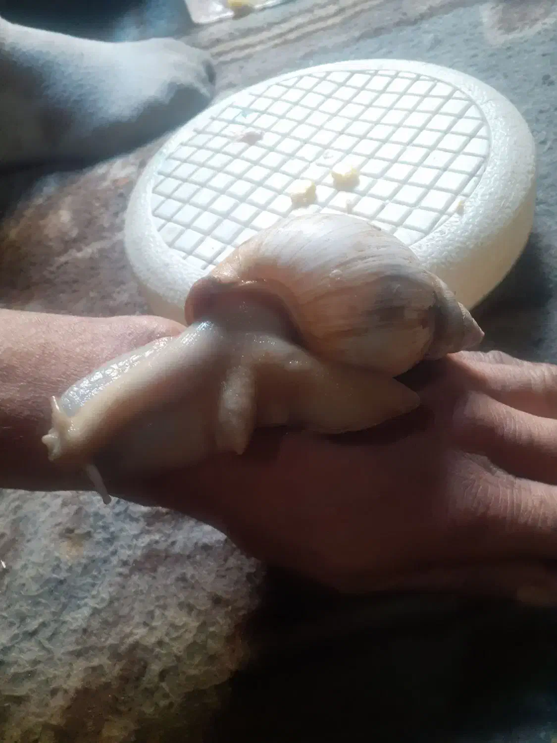 حلزون جفت ۲عدد  ۱عدد ۲سال نیم  ۱عدد ۱سال ش|خزنده|تهران, جوادیه|دیوار