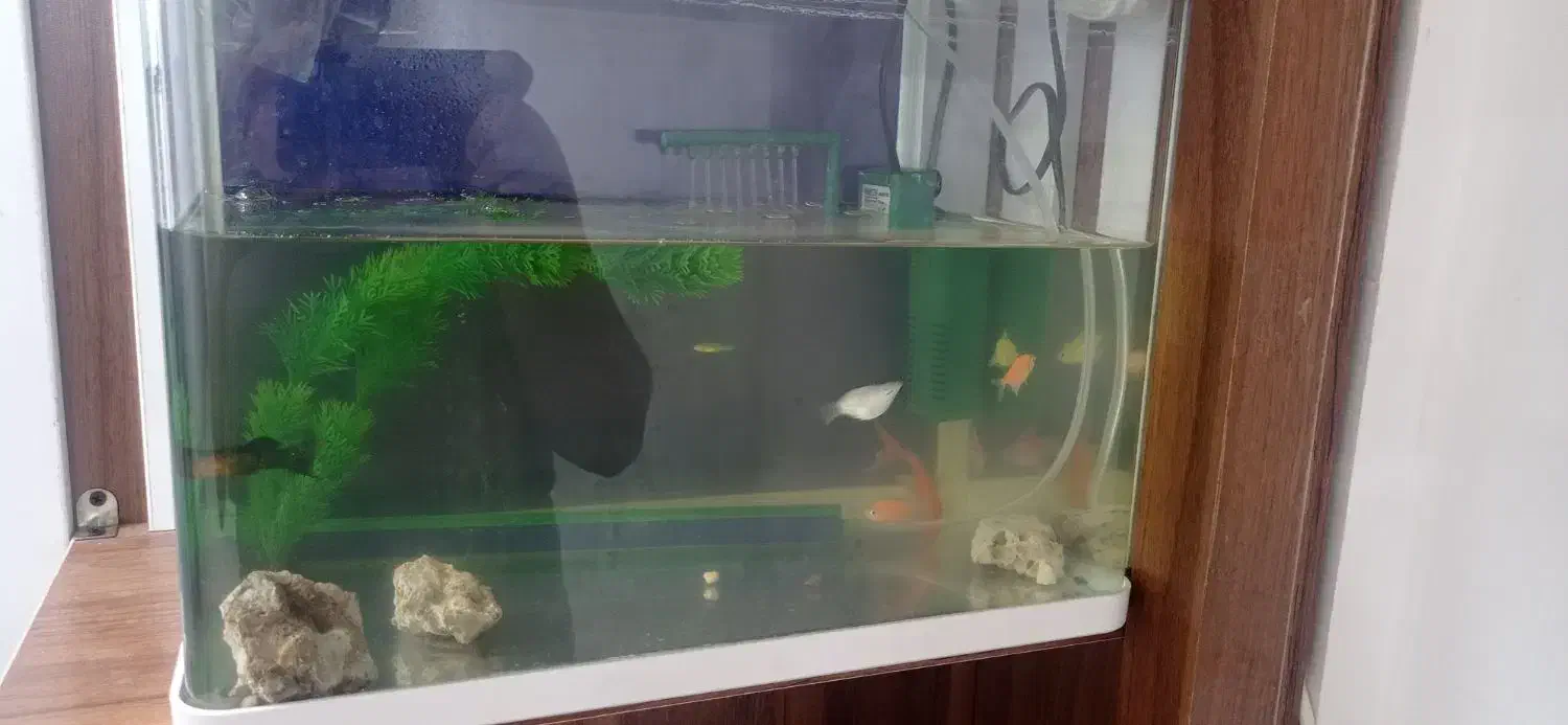 آکواریوم|ماهی|دزفول, |دیوار