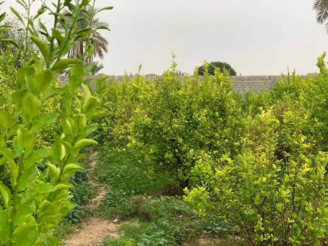 باغشهری  ۷۰۰ متری سند ثبت|فروش زمین و ملک کلنگی|آبپخش, |دیوار