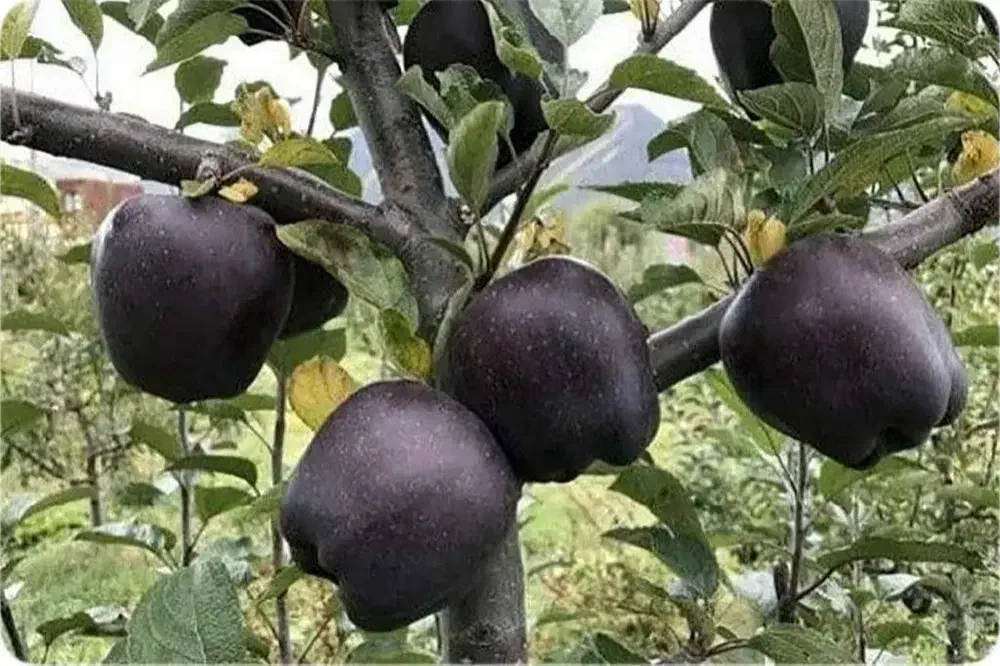 فروش ویژه انواع نهال میوه|خدمات باغبانی و درختکاری|ساری, |دیوار