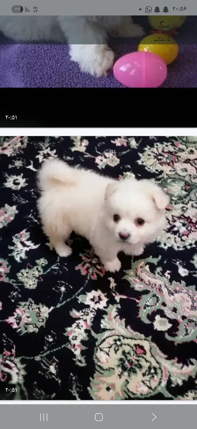 سگ پامر|سگ|شیراز, کوشک میدان|دیوار